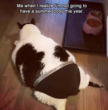 Morning Funny Memes 38 Pics Funny Cat Faces Funny Animal Memes Funny Cat Memes
