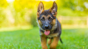 2 years 1 month old. Miniature German Shepherd 11 Pocket Sized Facts You Need To Know Perfect Dog Breeds