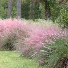 Typically forms a densely tufted mound, up to 2 ft. Pink Muhly Grass Qty 60 Beautiful Live Plants Blooming Ground Cover Plants Seeds Bulbs Patio Lawn Garden Rayvoltbike Com