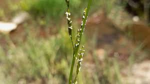 Image result for Glyceria fluitans