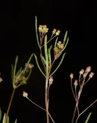Image result for Galium simense