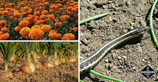 It's not known exactly how lemongrass repels snakes, but it does. How To Keep Snakes Out Of Your Garden Gardening Channel