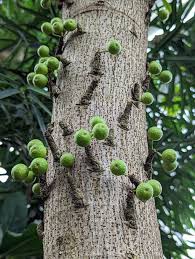 Image result for Ficus ottoniifolia