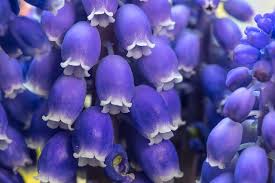 Sai dove trovare nomi per i fiori di alta qualit?e a prezzi bassi? Muscari La Pianta Dai Magnifici Fiori Blu Molto Profumati