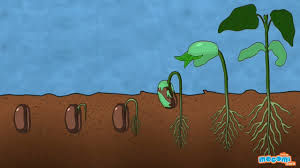 What Is Germination Of Seed Plant Science For Kids Educational Videos By Mocomi