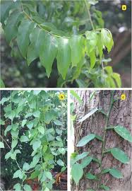 Image result for Rhynchosia tricuspidata