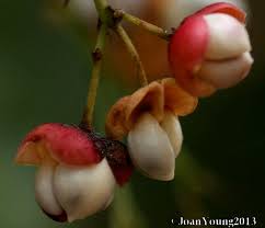 Image result for Gymnosporia maranguensis