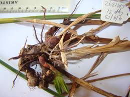 Image result for Scleria melanomphala