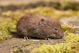 Image result for vole