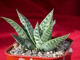 Image result for Aloe wollastonii