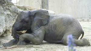 Maybe you would like to learn more about one of these? Kibali Ist Verstorben I Tiergarten Schonbrunn Youtube