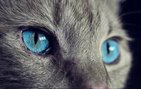 Blue Eyes Sevimlihayvanlar Hayvansever Cat Catsandkittens Kedi Hayvanlar Hayvanlar Evcil Hayvanlar Kopek