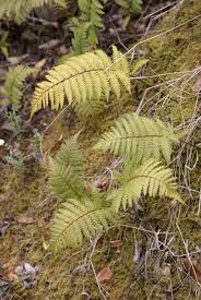 Image result for Arthropteris antun-gupffertiae