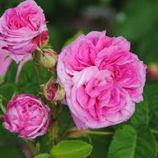Antonia (lived only a few months). Rosa Yolande D Aragon