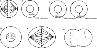 Maybe you would like to learn more about one of these? The Correct Sequence Of Occurrence Of The Given Stages Of Mitosis Is