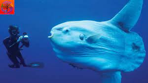 Sunfish direct offers a complete line of sunfish hardware, parts and supplies for the sunfish enthusiasts. Ocean Sunfish Animal Of The Week Youtube
