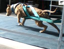 Không phải tất cả đâu, ít nhất là chú pitbull vô tích sự này. Kinh Nghiá»‡m ChÄƒm Soc Cach Nuoi Cho Pitbull Con