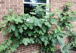Contrary to belief, fig trees are one of the easiest plants to grow, provided they're well fed. Yes We Can Grow This Fig Tree In Central Pennsylvania George S Plant Pick Of The Week Pennlive Com