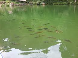 Agar ikan louhan bisa tumbuh lebih cepat dan pertumbuhannya ideal, tentu kamu harus memberikan makanan ikan louhan yang bagus dan berkualitas. Ikan Sakti Sungai Janiah Nandiganbs