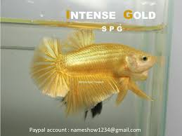 Item Fwbettashmp1469286450 The Best Gold Competition Ends Sat Jul 23 2016 10 07 30 Am Cdt Betta Betta Fish Siamese Fighting Fish