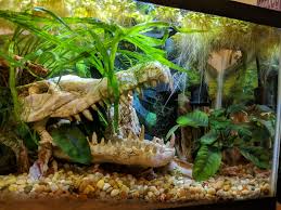 Pet stores near me that sell fish. Fish Aquarium Sale Near Me Pasteurinstituteindia Com