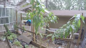 This helps promote growth and allows even the most delicate, tropical plants and flowers to not only grow but bloom year. Ygrow Led Grow Light 600w Review Growyour420