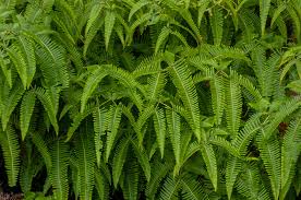 Image result for Dicranopteris elegantula