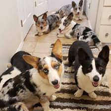 Anoka county 18665 cedar dr nw, cedar, mn 55011 map it. Knox Cardigan Welsh Corgis Home Facebook