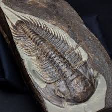 パラドキシデス