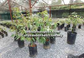 Demontrasi cantuman dewasa pokok durian dari bahagian pembangunan industri tanaman, serdang selangor. David Chen Jual Anak Pokok Durian Musang King Utusan Borneo Online