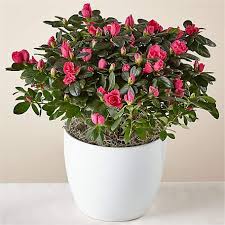 Every plant from the sill comes with direct access to digital care library and our on our cart page you'll find an option to add a gift note. Plant Delivery Potted Flowers Delivery Proflowers