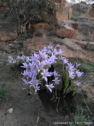 Image result for Xerophyta