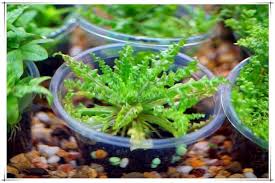 Image result for Pogostemon rogersii