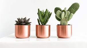 Most cacti do fairly well as house plants, but however they are quite slow growing. 6 Indoor Plants That Will Survive In Your Bathroom