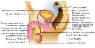 Die inneren und äußeren weiblichen geschlechtsorgane dienen der fortpflanzung und sexuellen aktivität. Prostata Wikipedia