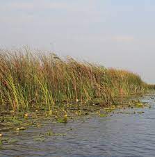 Suprafata deltei dunarii se imparte in 3 tipuri de altitudinea medie a deltei dunarii este de 0.52 m. Cum S A Format Delta DunÄrii Intalnirea Fluviului Cu Marea Èi Cucerirea Ei De A Lungul Timpului DeÈtepÈi Ro