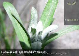 Floare_de_colt16 nu a adaugat prieteni inca. DupÄ 40 De Ani Revine In Actualitate Floarea De ColÅ£ CultivatÄ In GrÄdini