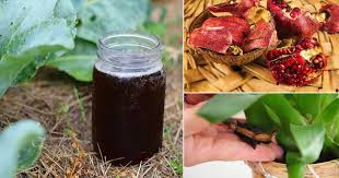 We did not find results for: 10 Secret Homemade Fertilizer Recipes For Growing Vegetables Flowers