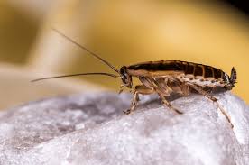 Many pest control companies claim that successfully exterminating roaches can take a while; Does Heat Treatment For Cockroaches Work Best Pest Control