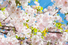 We have 71+ amazing background pictures carefully picked by our community. Sakura Cherry Blossoms Japan Pink Spring Blossom Background Stock Photo Picture And Royalty Free Image Image 95588255
