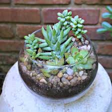 Yeah, you come in the right place. Succulent In A Glass Bowl Succulent Arrangement Bowl Ideas