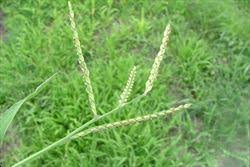 Image result for Urochloa panicoides