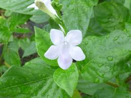 Image result for Asystasia malawiana