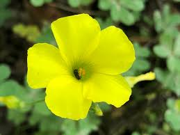 Da quelli più semplici tipo margherite gialle al fiore da bulbo,. Acetosella Gialla Giallo D Inverno Natura In Mente Calliopea