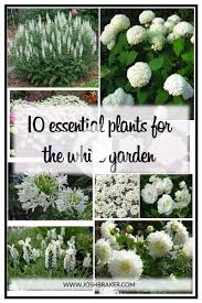 Top 10 Essentielle Pflanzen Fur Den Weissen Garten En 2020 Jardins Blancs Jardins Plante Jardin