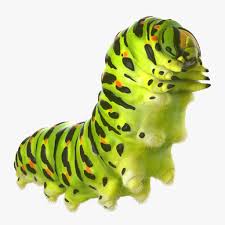 3d Model Caterpillar Fur Papilio Machaon 3d Model 3d Model Caterpillar Fur