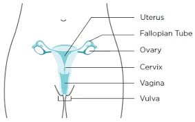 Basic Information About Cervical Cancer Cdc
