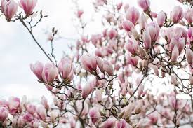 Maybe you would like to learn more about one of these? Saucer Magnolia Care And Growing Guide