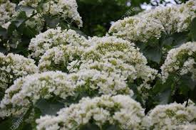 Image result for Vernicia