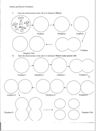 We will also compare and contrast these cell regenerating processes. Draw The Chromosomes In The Cell As It Undergoes Chegg Com